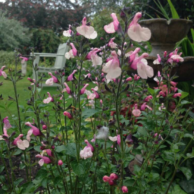 Plant image Salvia 'Suncrest Dancing Dolls'