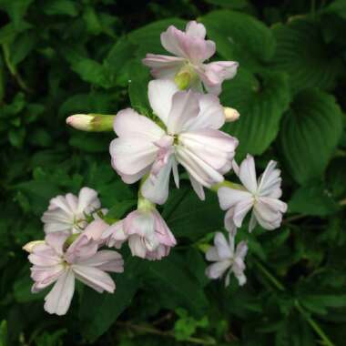 Saponaria officinalis 'Rosea Plena'