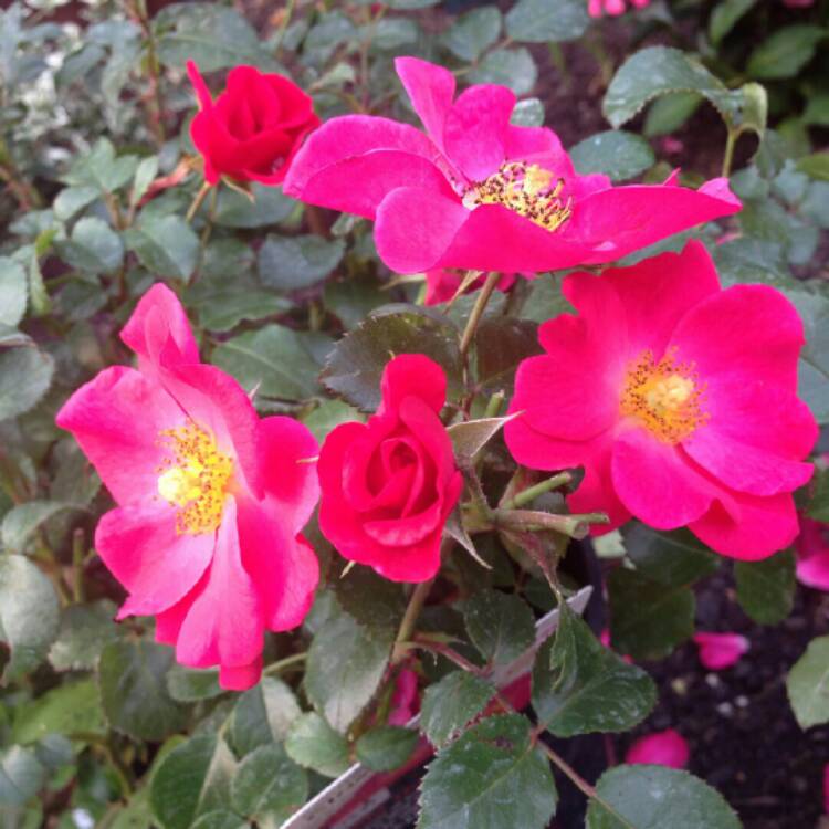 Plant image Rosa 'Wild Thing'