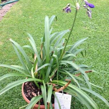 Agapanthus 'Northern Star'