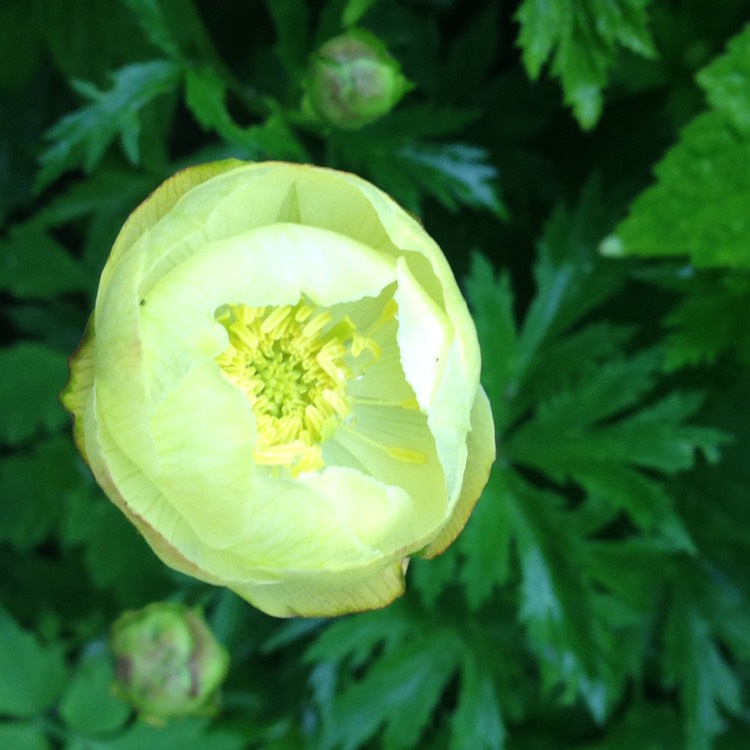 Plant image Trollius x cultorum 'Cheddar'