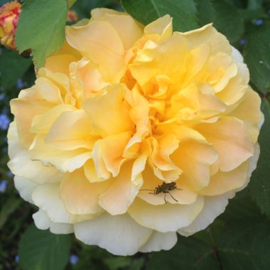 Rosa 'Molineux'