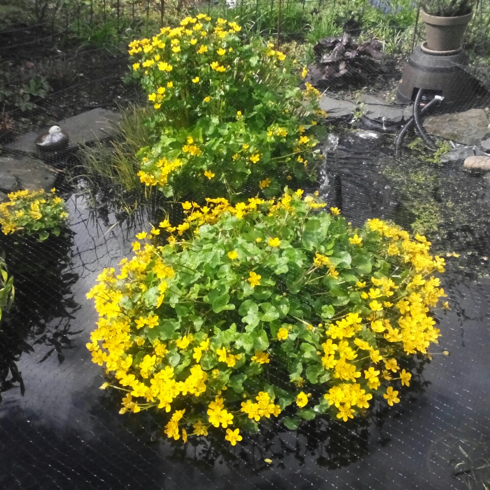 Caltha palustris syn. Caltha cornuta