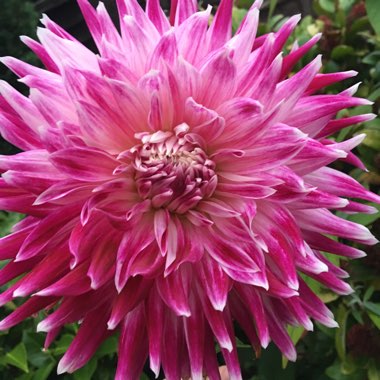 Border Dahlia