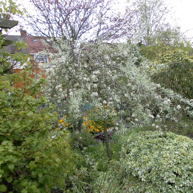 Plant image Pyrus salicifolia 'Pendula'