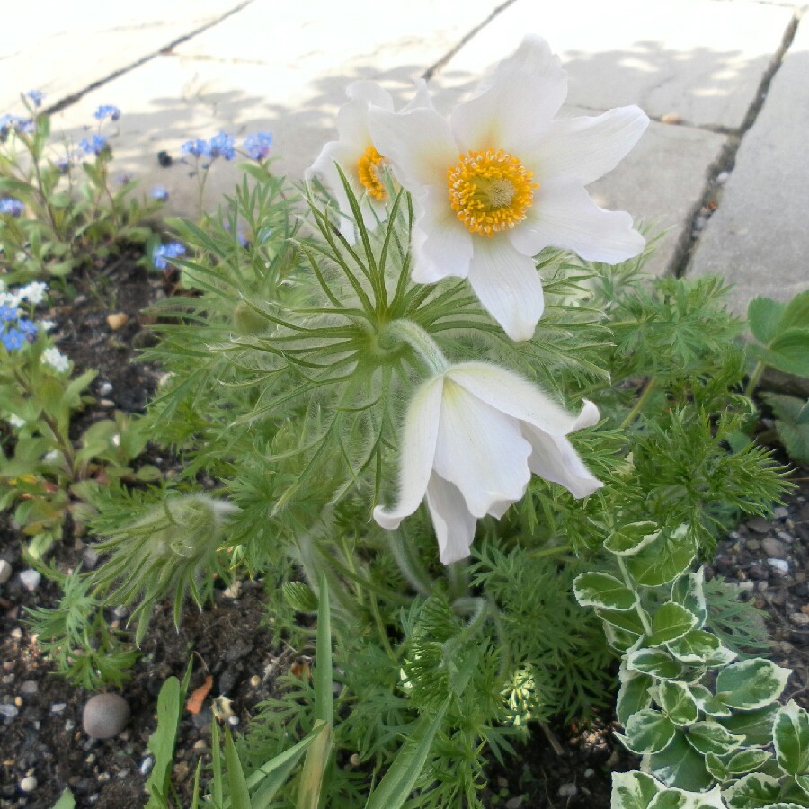 Plant image Pulsatilla vulgaris 'Perlen Glocke' syn. Pulsatilla vulgaris 'Pearl Bell'