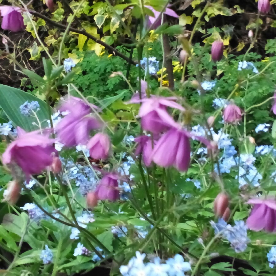 Plant image Semiaquilegia 'Sugar Plum Fairy'