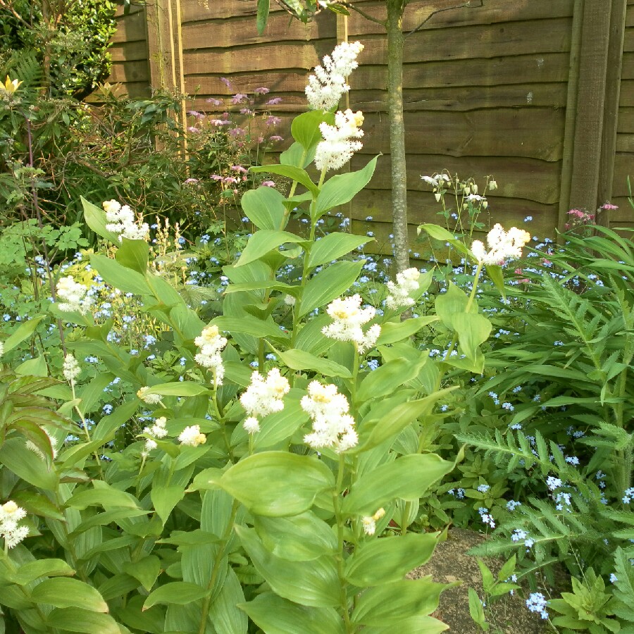 Plant image Maianthemum racemosum