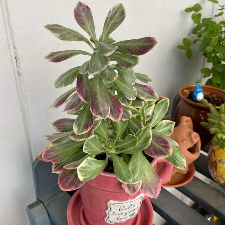 Plant image Euphorbia neostapelioides f. Variegata syn. Monadenium Stapeliodes f. Variegata