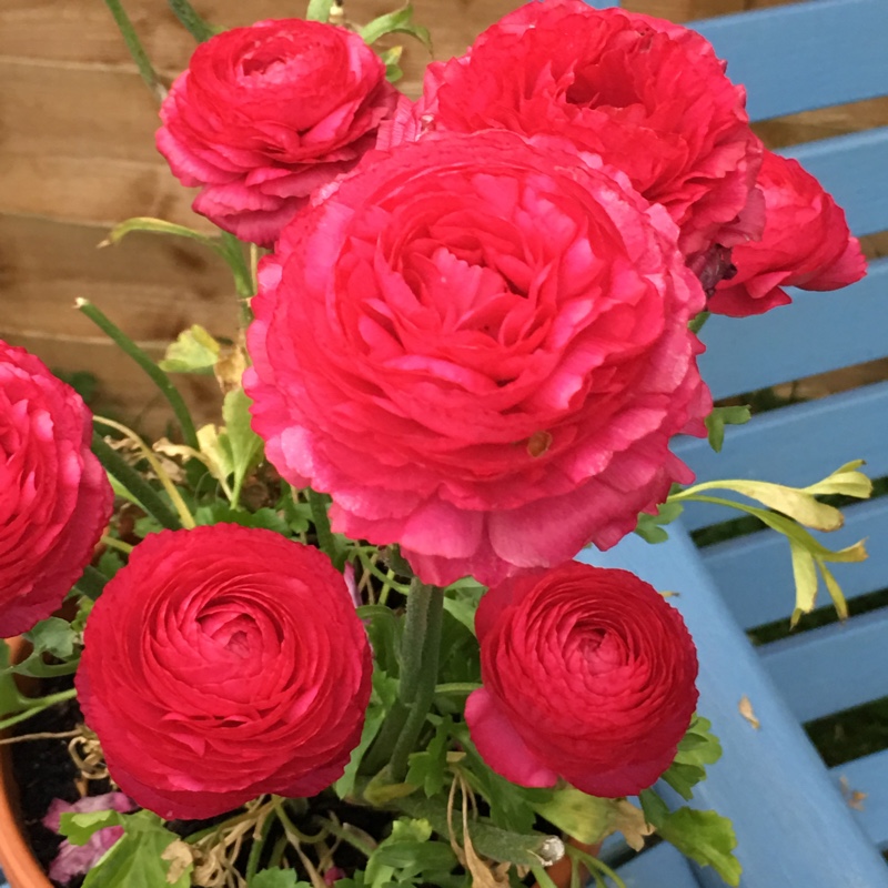 Ranunculus