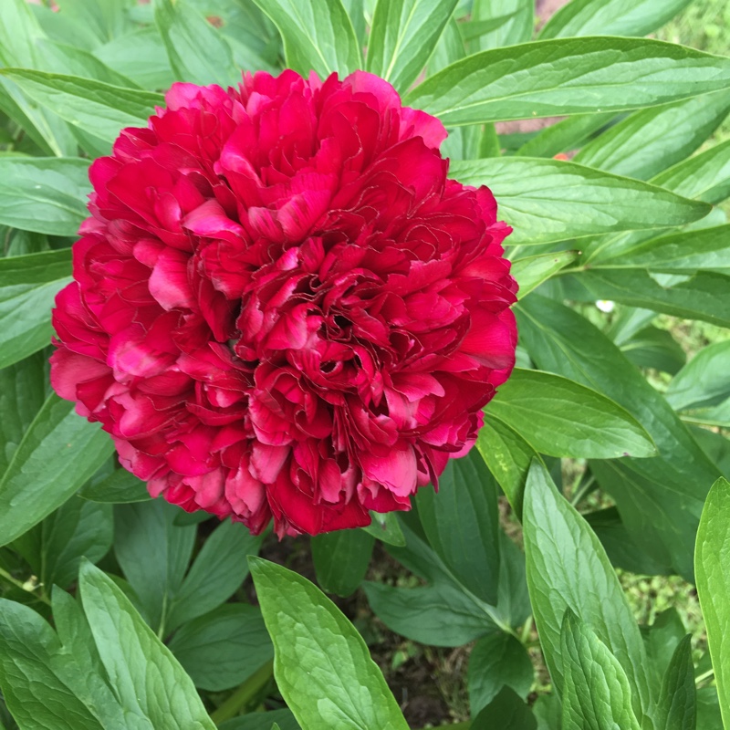 Peony 'Rubra Plena' (Herbaceous)