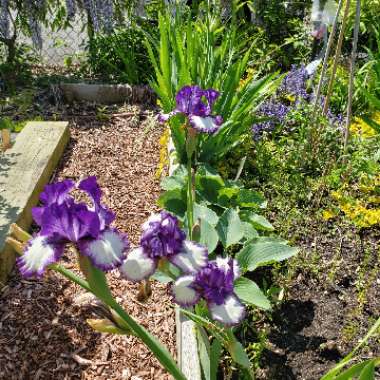 Bearded Iris 'Stepping Out' (Tall)