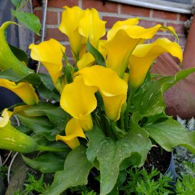 Calla Lily 'Gold Rush'