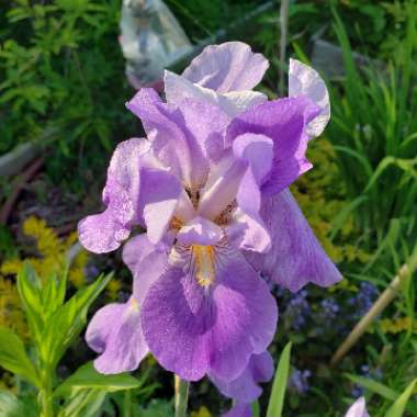 Crimean Iris