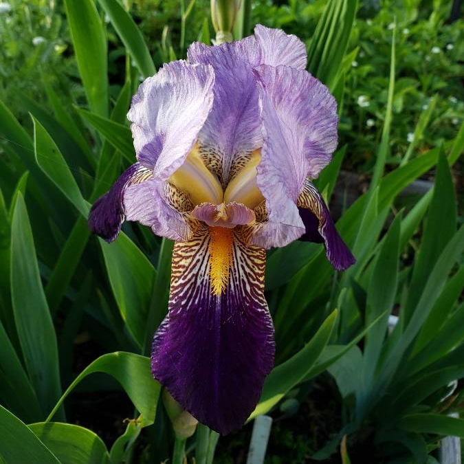 Plant image Iris Lutescens