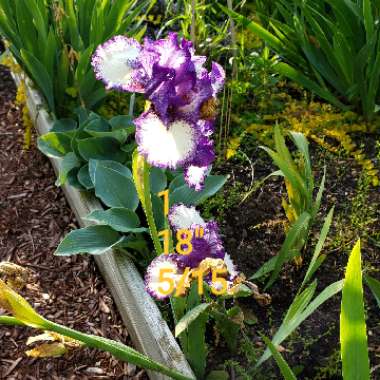 Bearded Iris