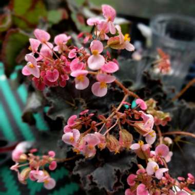 Rex Begonia