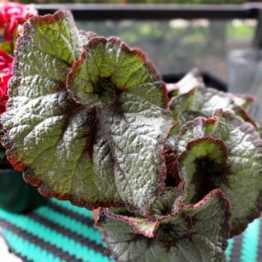 Rex Begonia 'Escargot'