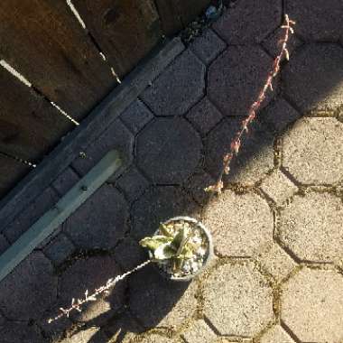 Gasteria 'Little Warty'