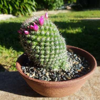 Mammillaria zeilmanniana