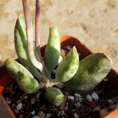 Adromischus Cooperi var. Festivus