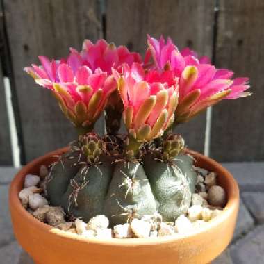 Gymnocalycium baldianum