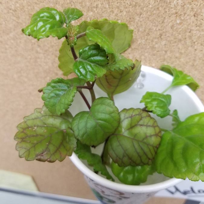 Plant image Plectranthus verticillatus