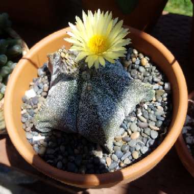 Astrophytum myriostigma