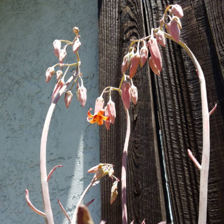 Plant image Cotyledon