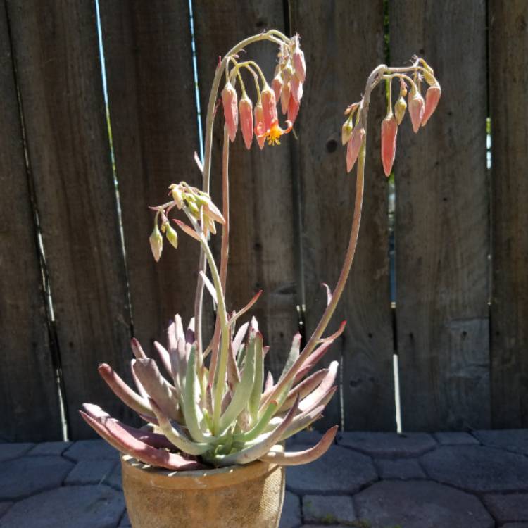 Plant image Cotyledon