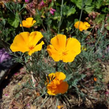 Eschscholzia californica