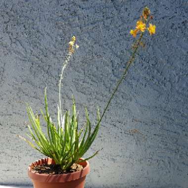 Bulbine frutescens