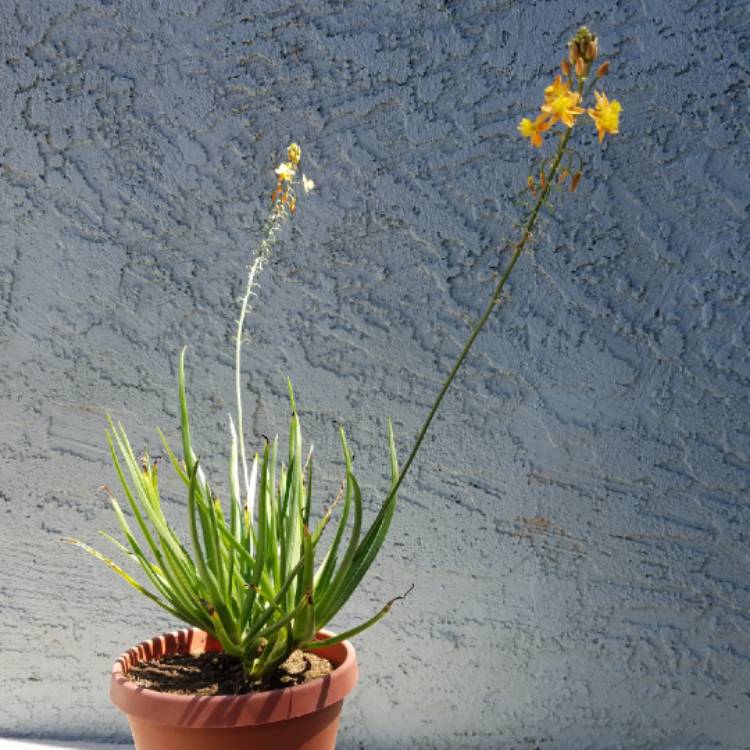 Plant image Bulbine frutescens