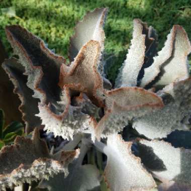 Kalanchoe Beharensis Fang