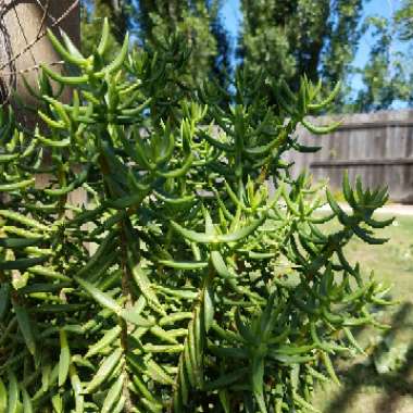 Crassula 'Tetragona'