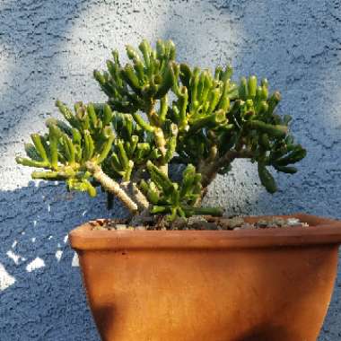 Crassula ovata