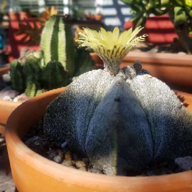 Astrophytum myriostigma