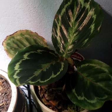 Calathea roseopicta