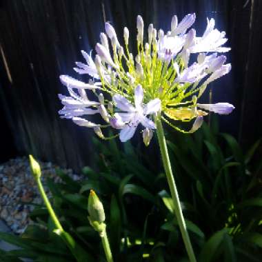 Agapanthus