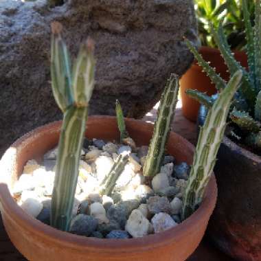 Senecio stapeliiformis