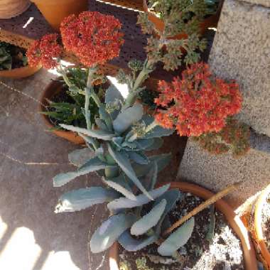 Crassula Perfoliata var. Minor.