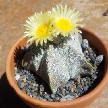 Astrophytum myriostigma