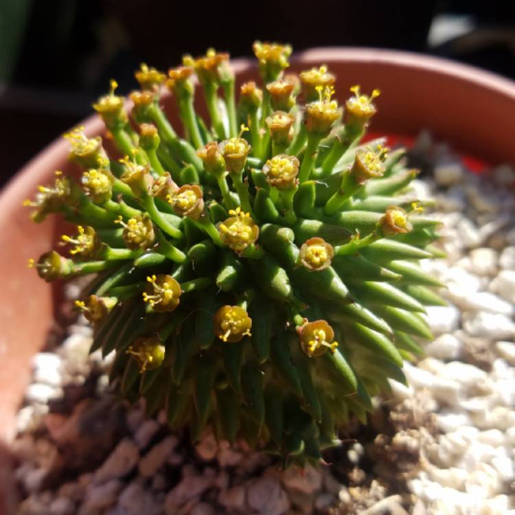 Plant image Euphorbia susannae