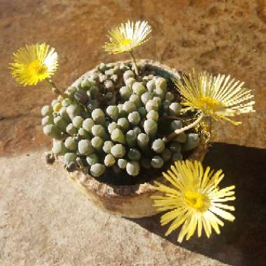 Fenestraria Rhopalophylla 