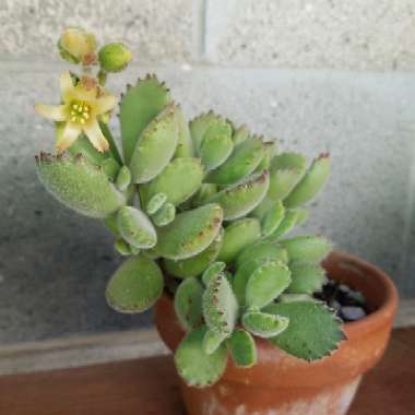 Cotyledon tomentosa