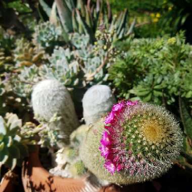 Mammillaria zeilmanniana