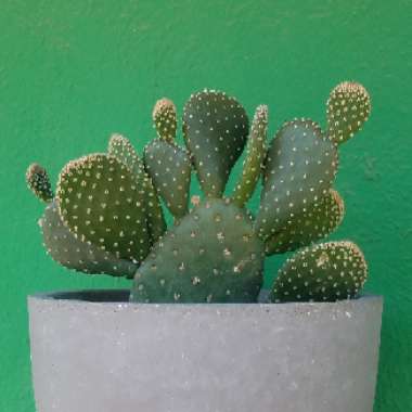 Opuntia microdasys