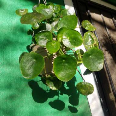 Pilea peperomioides