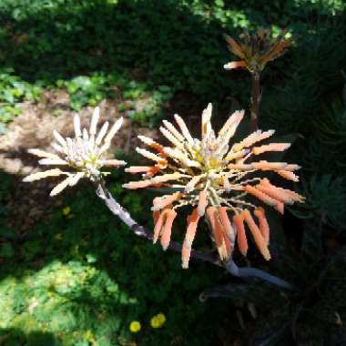 Aloe Maculata