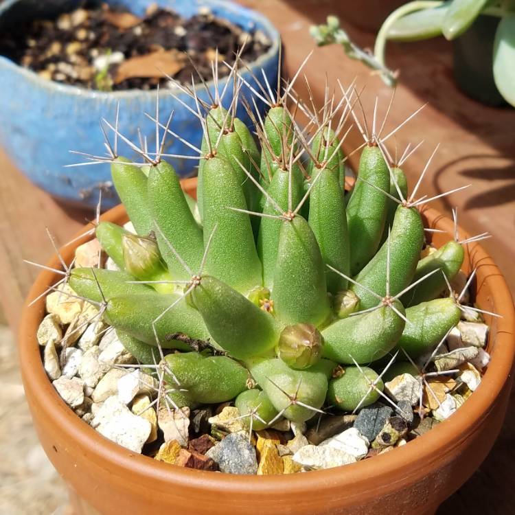 Plant image Mammillaria longimamma